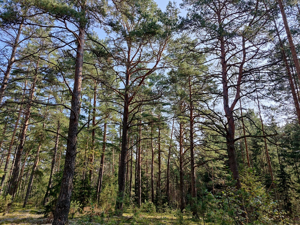 INVL Sustainable Timberland and Farmland Fund II – Capital Fund plāno piesaistīt papildu līdzekļus no ieguldītājiem