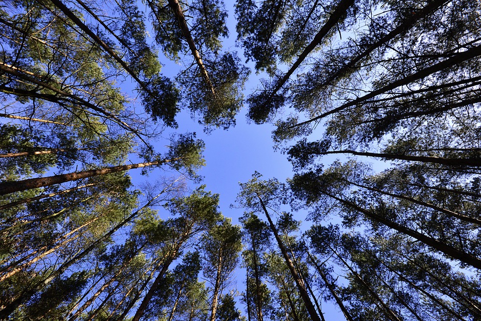 INVL Sustainable Timberland and Farmland Fund II – Capital Fund plāno piesaistīt papildu līdzekļus no ieguldītājiem